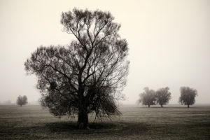 Bäume im Nationalpark Unteres Odertal im dichten Herbst-Nebel, Bäume im Nationalpark Unteres Odertal im dichten Herbst-Nebel,
